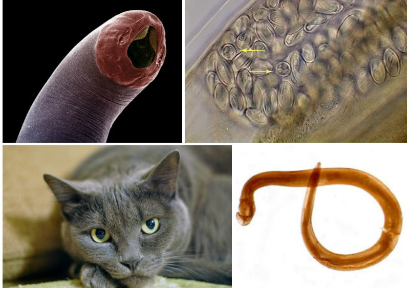 Основные виды глистов у кошек