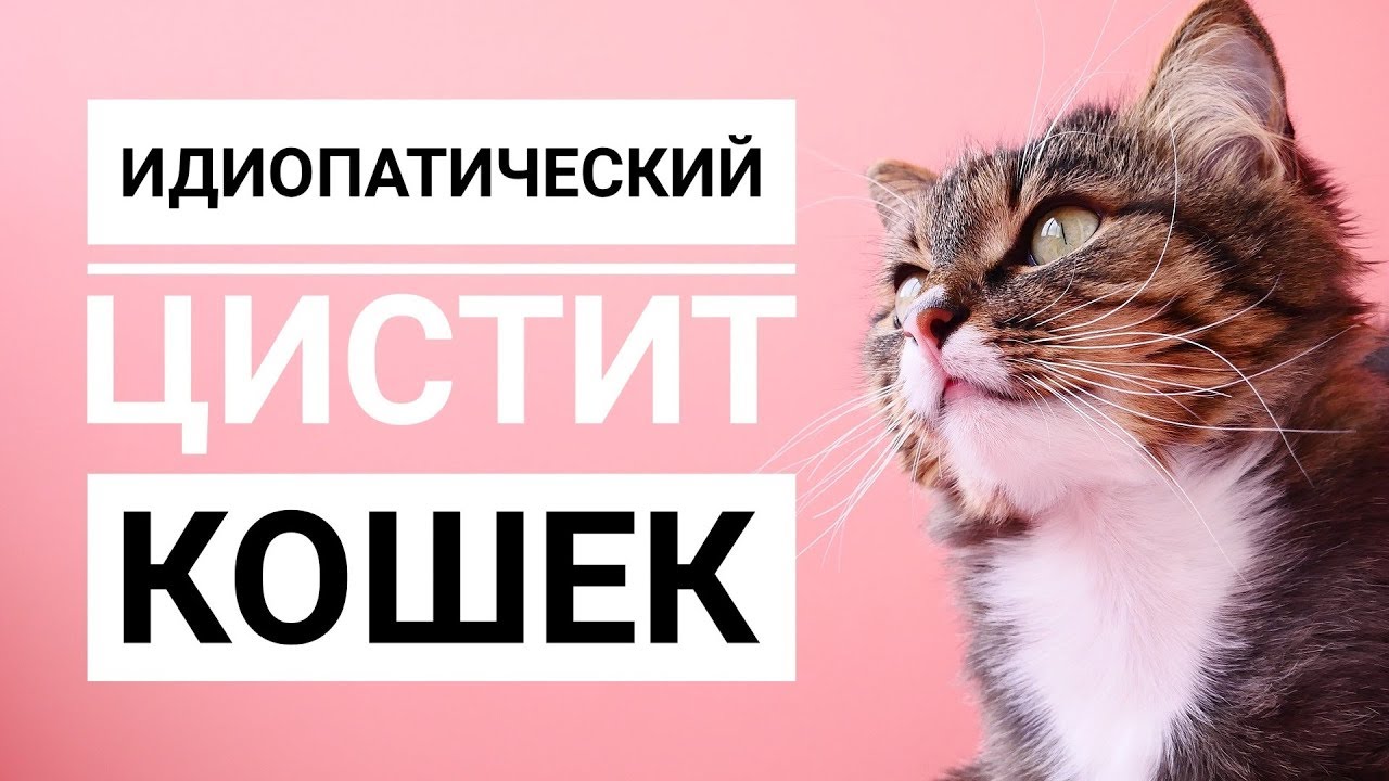 У кота цистит лечение